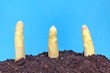 Spargel anbau