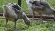 Gänse im Freigehege Gänse im Freigehege