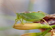 katydid, Green Bush-cricket  (Tettigonia cantans) on a flower