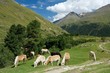 Horses