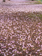 Falling flowers