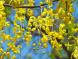 Golden shower flowers