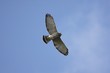 Broad-winged Hawk In Flight Broad-winged Hawk In Flight