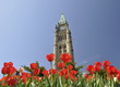 Tulip Festival in Ottawa Tulip Festival in Ottawa