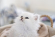 Adorable white little cat in a basket