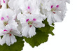 geranium flower
