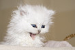Adorable white little cat in a basket