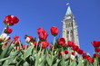 Tulip Festival in Ottawa Tulip Festival in Ottawa