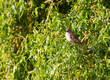 Moineau dans les branches