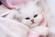 Adorable white little cat in a basket