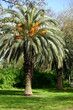 Palm tree - Arecaceae