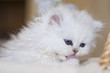 Adorable white little cat in a basket