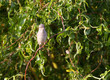 Moineau dans les branches
