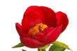 Single red peony flower on white