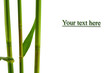 bamboo banner