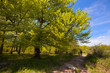 man walks along a path in the spring forest man walks along a path in the spring forest