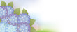 hydrangea background