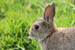 Wild rabbit