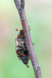 Melolontha melolontha