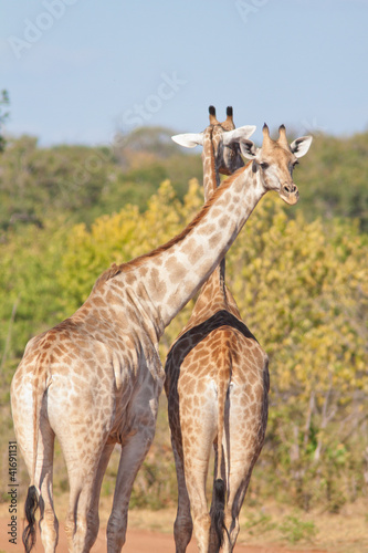 Photo: couple of giraffe couple of giraffe