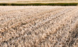 Wheat field Wheat field
