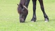 Close-up of a grazing black horse