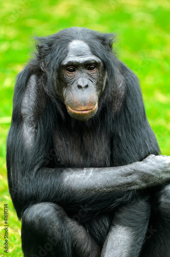 Photo: Bonobo Bonobo