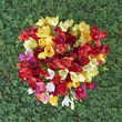 Freesia flowers on green grass background
