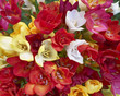 Freesia flowers closeup, natural background