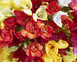 Freesia flowers closeup, natural background