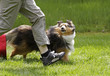 Sheltie