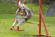 Sheltie im Agility