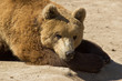 Brown bear portrait, Lika, Croatia Brown bear portrait, Lika, Croatia