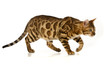 Leopard cat