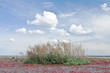 Poor vegetation on the dried up lake