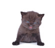 Black British kitten on a white background