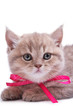 Cat isolated on white background