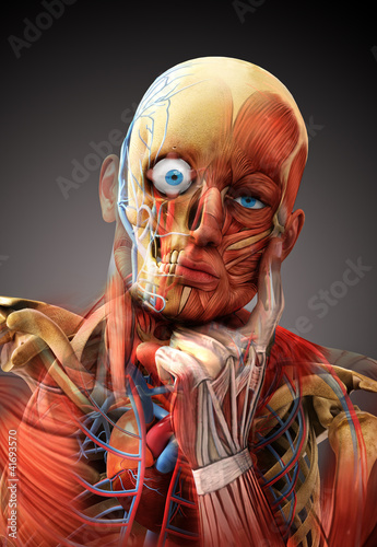 Illustration: anatomy concept anatomy concept
