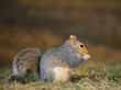 Reverent squirrel