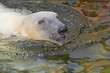 polar bear (Ursus maritimus)