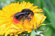 insect on yellow flower on spring field insect on yellow flower on spring field