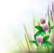 Spring Meadow Spring Meadow