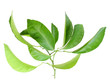 Branch of citrus-tree with green leaf Branch of citrus-tree with green leaf