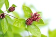 Calycanthus floridus