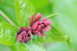 Calycanthus floridus Calycanthus floridus