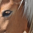 Horse animal