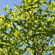Magnolia tree