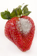strawberry with mold fungus