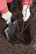 gardener sets  bush sprouts in orchard