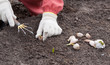 gardener sets garlic in soil
